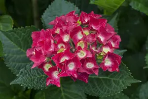 Hydrangea m. 'Royal Red' - 5 Ltr pot - image 3