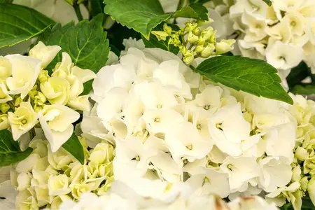 Hydrangea m. 'Saxon Bright White' - 5 Ltr pot - image 1