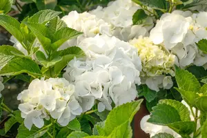 Hydrangea m. 'Saxon Bright White' - 5 Ltr pot - image 3