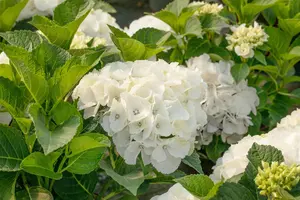 Hydrangea m. 'Saxon Bright White' - 5 Ltr pot - image 4