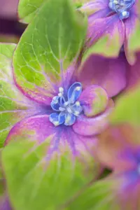 Hydrangea m. 'Schloss Wackerbarth' - 3 Ltr pot - image 2