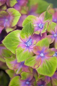 Hydrangea m. 'Schloss Wackerbarth' - 3 Ltr pot - image 3