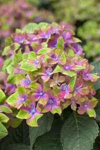 Hydrangea m. 'Schloss Wackerbarth' - 3 Ltr pot - image 4