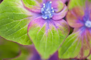 Hydrangea m. 'Schloss Wackerbarth'