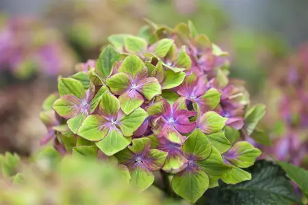 Hydrangea m. 'Schloss Wackerbarth' - 3 Ltr pot - image 5