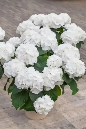Hydrangea m. 'Schneeball' - 3 Ltr pot - image 2