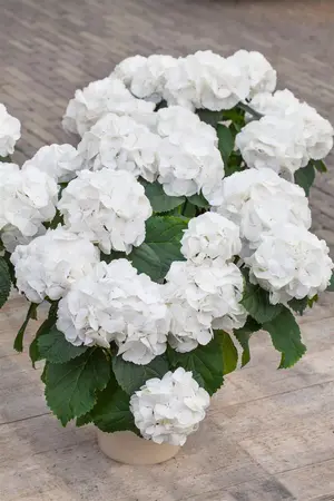 Hydrangea m. 'Schneeball' - 30-40 CM C7.5 - image 2