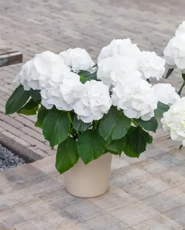 Hydrangea m. 'Schneeball' - 5 Ltr pot - image 1