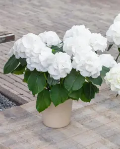 Hydrangea m. 'Schneeball'