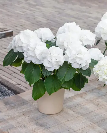 Hydrangea m. 'Schneeball' - 30-40 CM C7.5 - image 1