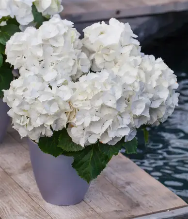 Hydrangea m. 'Schneeball' - 5 Ltr pot - image 5