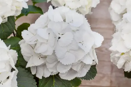 Hydrangea m. 'Schneeball' - 5 Ltr pot - image 3