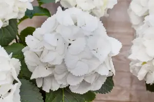 Hydrangea m. 'Schneeball' - 5 Ltr pot - image 3