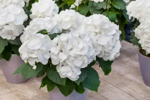 Hydrangea m. 'Schneeball' - 5 Ltr pot - image 4