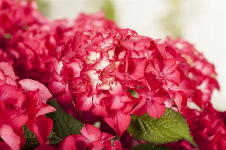 Hydrangea m. 'Selma'? - P13 - image 1