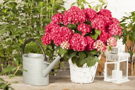 Hydrangea m. 'Selma'? - P13 - image 2