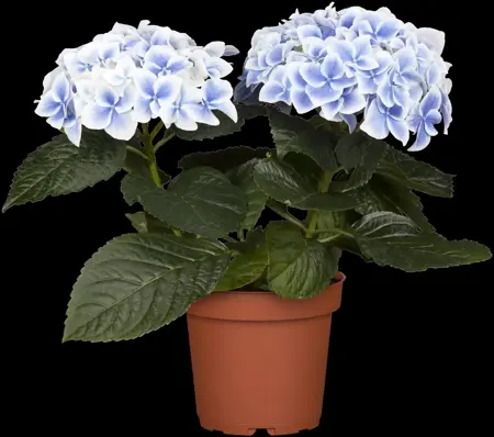 Hydrangea m. 'Shamrock' - 2 Ltr pot - image 5