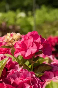 Hydrangea m. 'Sibilla' (Masja) - 2 Ltr pot - image 2