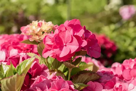 Hydrangea m. 'Sibilla' (Masja) - 2 Ltr pot - image 1
