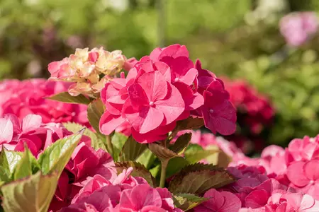 Hydrangea m. 'Sibilla' (Masja) - 30-40 CM C10 - image 1