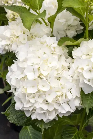 Hydrangea m. 'Soeur Th?r?se' - 2 Ltr pot - image 1