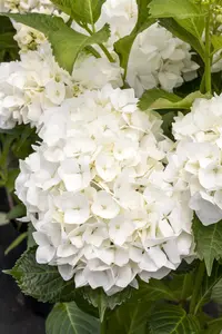 Hydrangea m. 'Soeur Th?r?se' - 60-80 CM C25 - image 2
