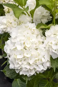 Hydrangea m. 'Soeur Th?r?se' - 60-80 CM C10 - image 2