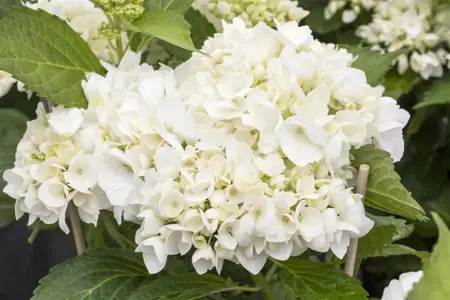 Hydrangea m. 'Soeur Th?r?se' - 2 Ltr pot - image 2