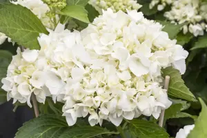 Hydrangea m. 'Soeur Th?r?se' - 7.5 Ltr pot - image 2