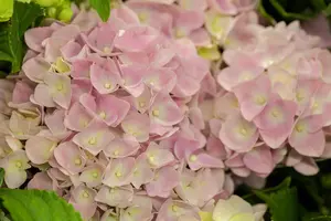 Hydrangea m. 'Soft Pink Salsa'?
