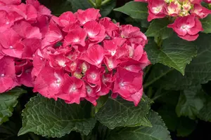 Hydrangea m. 'Speedy Red'?