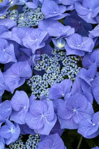 Hydrangea m. 'Together' pink