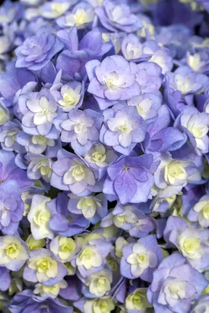 Hydrangea m. 'Together' pink - 3 Ltr pot - image 2