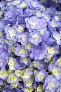 Hydrangea m. 'Together' pink - 3 Ltr pot - image 2