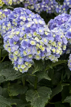 Hydrangea m. 'Together' pink - 3 Ltr pot - image 3