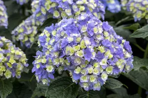 Hydrangea m. 'Together' pink - 3 Ltr pot - image 4
