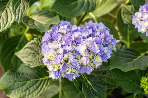 Hydrangea m. 'Together' pink - 3 Ltr pot - image 5