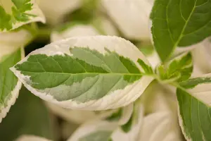 Hydrangea m. 'Tricolor' - 3 Ltr pot