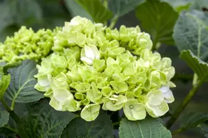 Hydrangea m. 'Wudu'