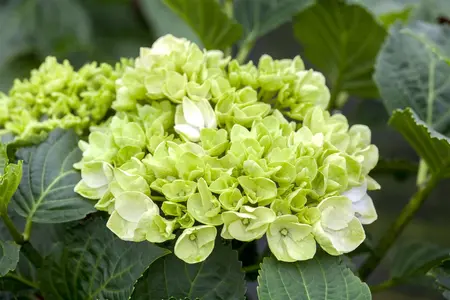 Hydrangea m. 'Wudu' - 2 Ltr pot - image 1
