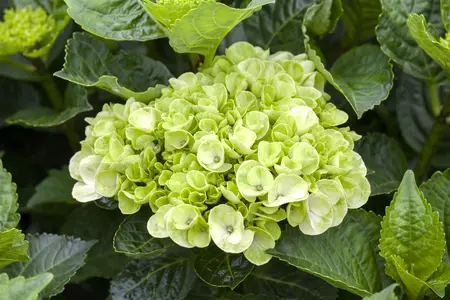 Hydrangea m. 'Wudu' - 2 Ltr pot - image 2