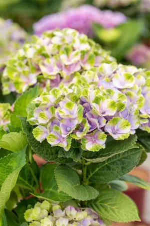 Hydrangea m. 'Xian' - 30-40 CM C5 - image 3