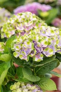 Hydrangea m. 'Xian' - 30-40 CM C5 - image 3
