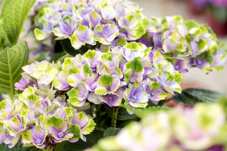 Hydrangea m. 'Xian' - 4 Ltr pot - image 1
