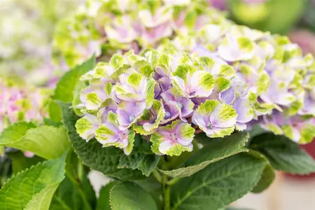 Hydrangea m. 'Xian' - 4 Ltr pot - image 2