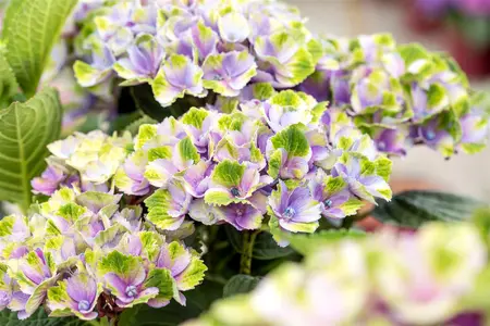 Hydrangea m. 'Xian' - 30-40 CM C5 - image 1
