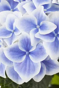 Hydrangea m. 'Zorro Pink' - 40-50 CM C10 - image 2