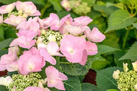 Hydrangea macr. pink - 10 Ltr pot