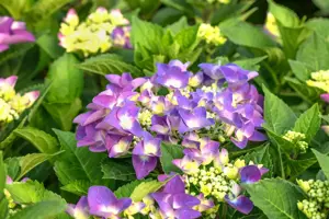 Hydrangea macr. purple