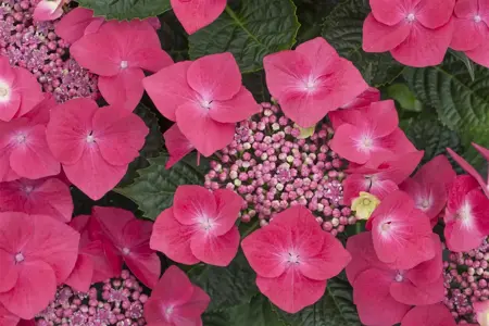 Hydrangea macr. red - 4 Ltr pot